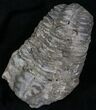 Calymene Trilobite From Morocco - Large Size #17898-1